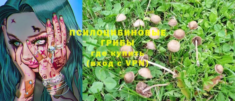 Галлюциногенные грибы Psilocybe Североуральск